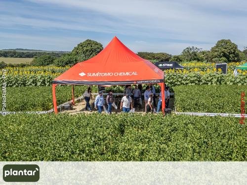 Plantar-Dia-de-Campo-em-Jatai-6